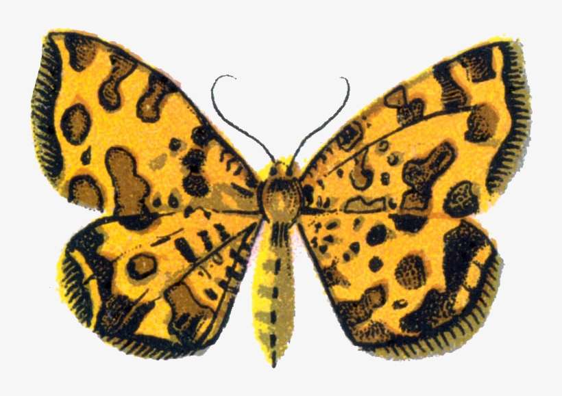 Png - Speckled Wood (butterfly, transparent png download