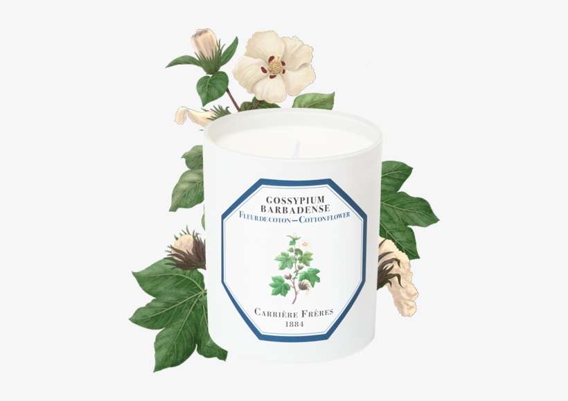 Cotton Flower - Gardenia, transparent png download