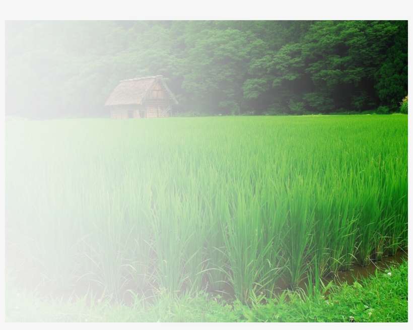 Cotton - Paddy Field, transparent png download