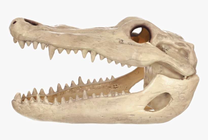 Alligator Skull - Skull, transparent png download