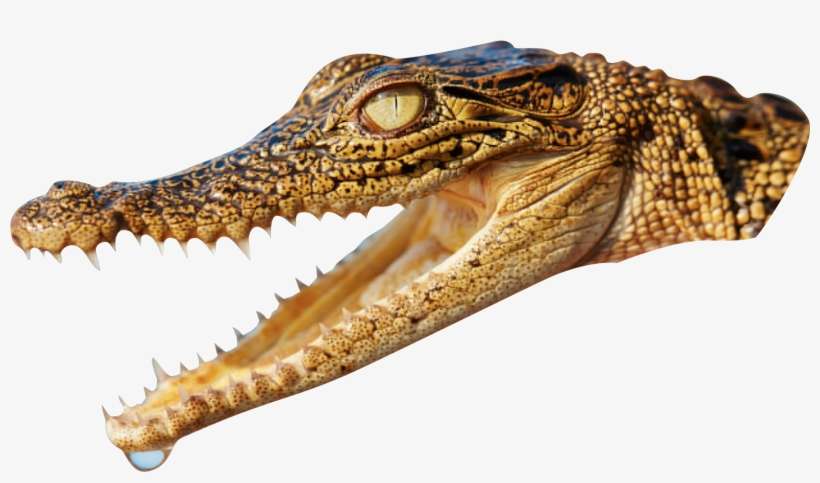 Png Images Crocodile (id 17399) - Crocodiles, transparent png download