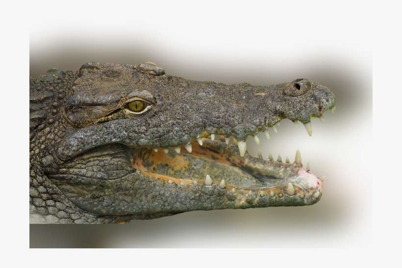 Color Palette Ideas From Crocodilia Reptile Crocodile - Crocodiles, transparent png download