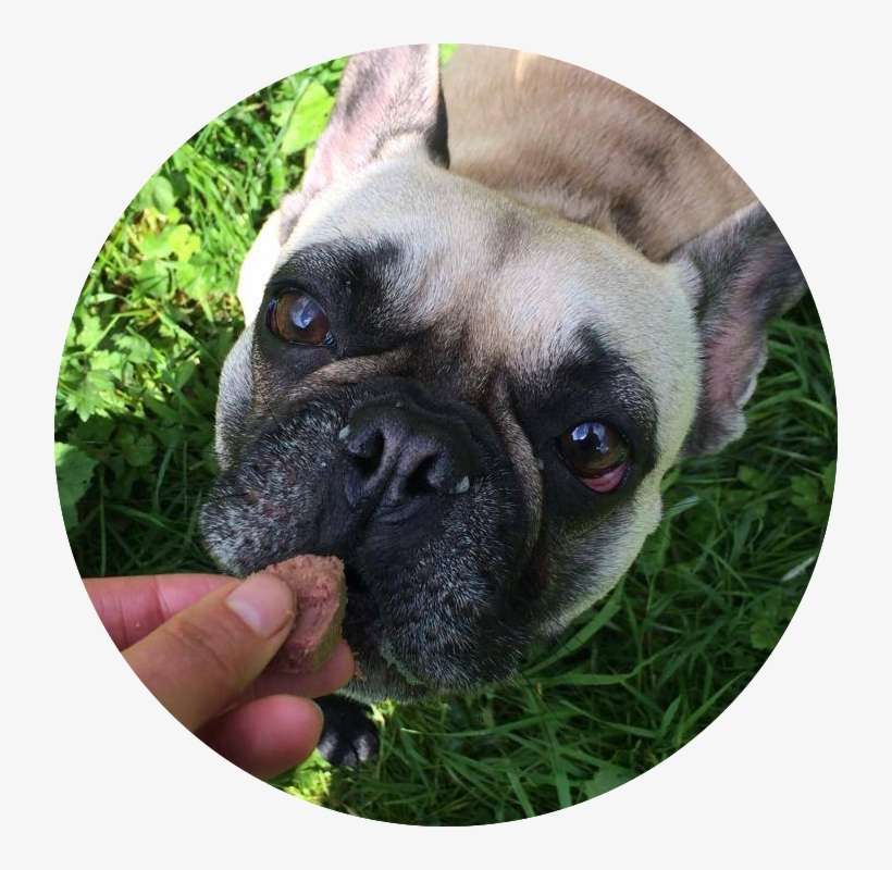 Zoe Previous Item Hector Next Item Lentebloem - Pug, transparent png download