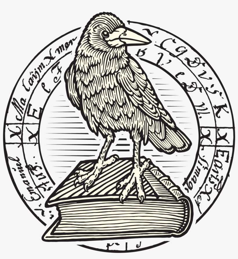 Kittel´s Raven - Perching Bird, transparent png download