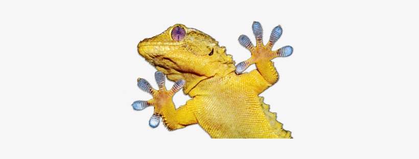 Gecko Ptfe, transparent png download