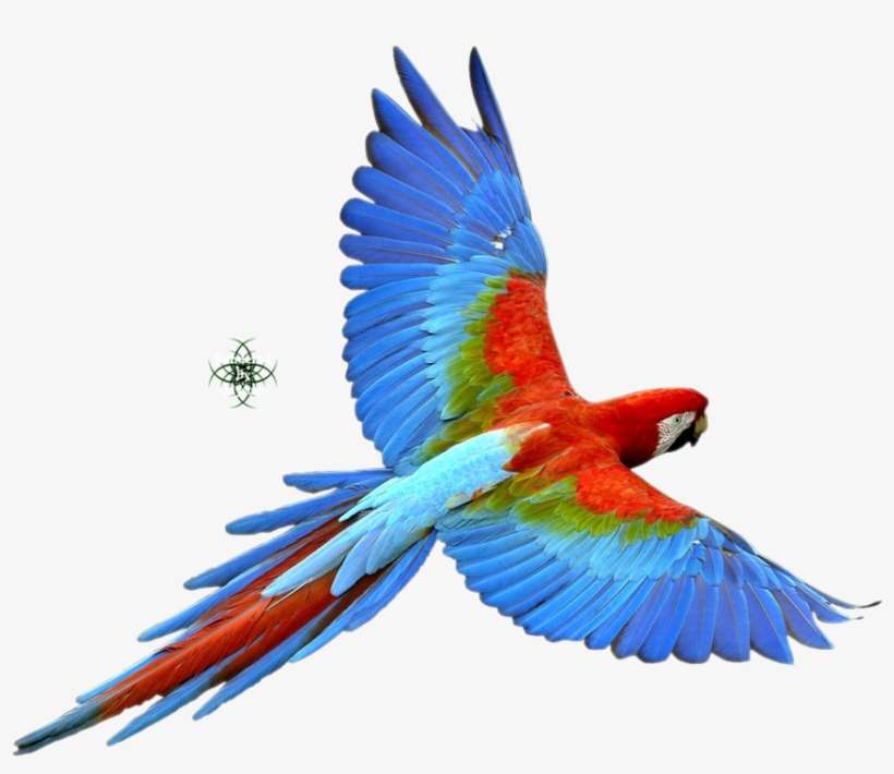 Png Bird Of Paradise - Parrot Png, transparent png download