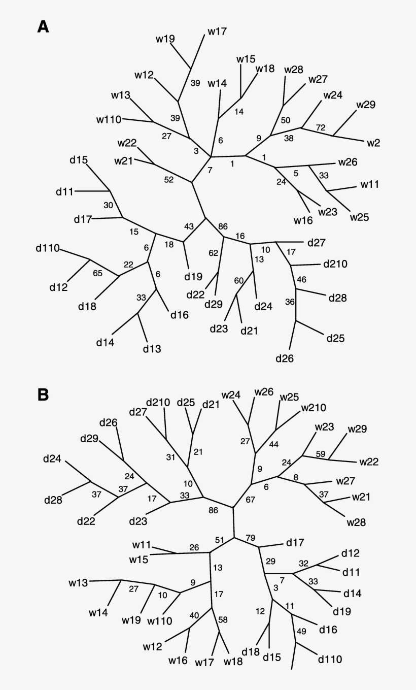 Neighbor-joining Trees Constructed From Similarity - Line Art, transparent png download