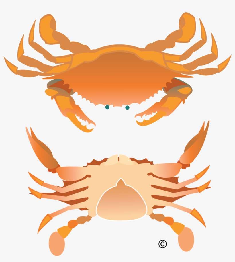 Vector Crab Illustration Clip Art - Rock Crab, transparent png download