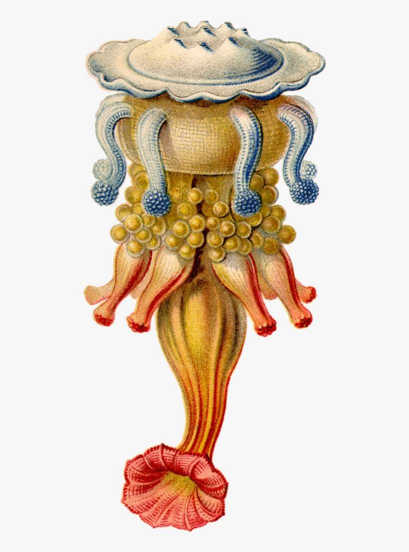 Art And Science Of Ernst Haeckel, transparent png download