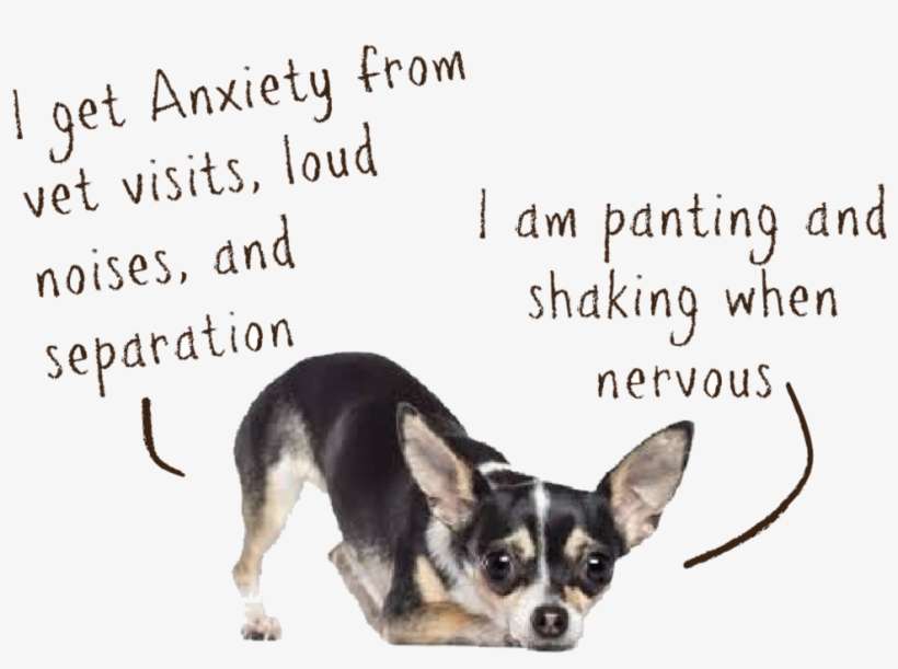 Anxiety - Dog Loud, transparent png download