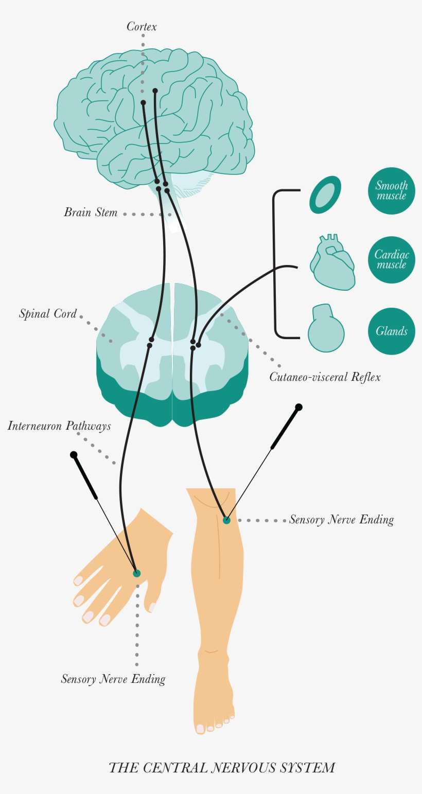 A Meta-analysis Found That Compared To A Placebo Therapy, - Acupuncture Mechanism For Anxiety, transparent png download