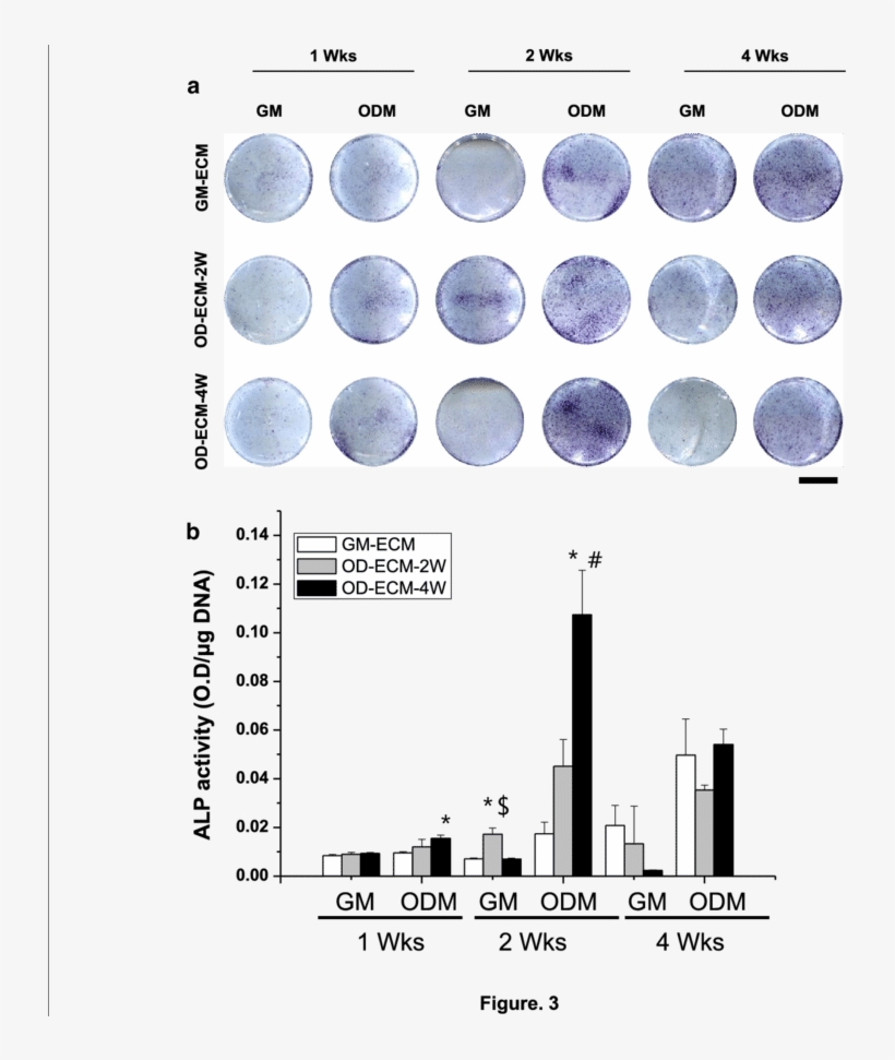 Alp Staining And Quantification On Gm Ecm, Od Ecm 2 - Diagram, transparent png download