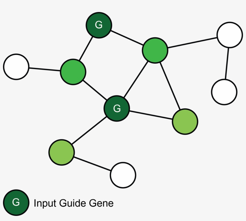 If You Want To Identify New Candidate Genes For A You - Circle, transparent png download