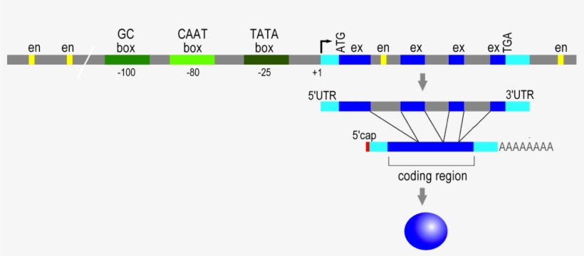 Figure - Regulatory Elements In Eukaryotic Genes, transparent png download