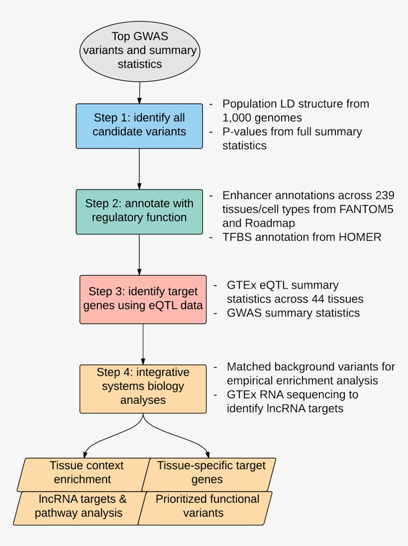 The Majority Of Variants Identified By Genome-wide - Diagram PNG Image ...