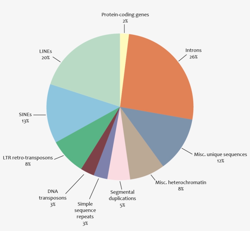 Components Of The Human Genome - Genome Components, transparent png download