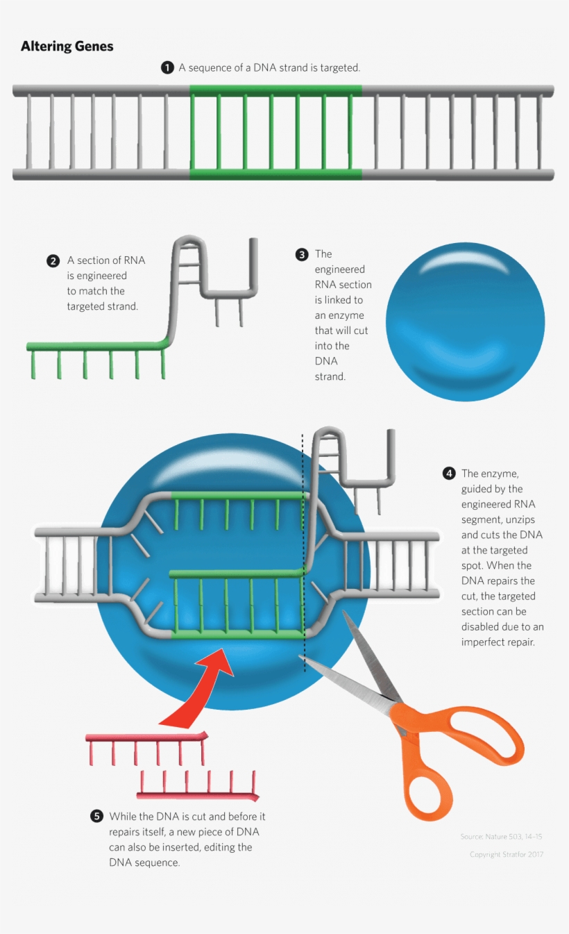 A Gene Editing Technique Known As Crispr Cas9, Like - Gene Editing Insertion, transparent png download
