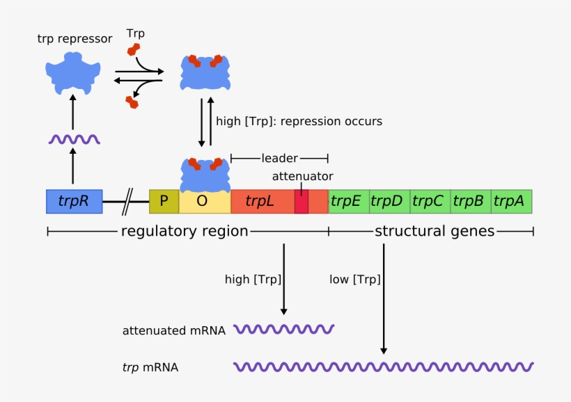 Difference Between Structural And Regulatory Genes - Does Transcription Start On A Galactose Operon, transparent png download