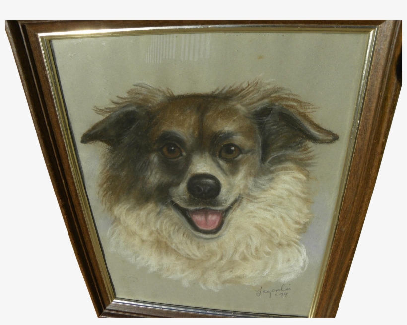 Tibetan Spaniel Pomeranian Puppy Breed Companion - Companion Dog, transparent png download