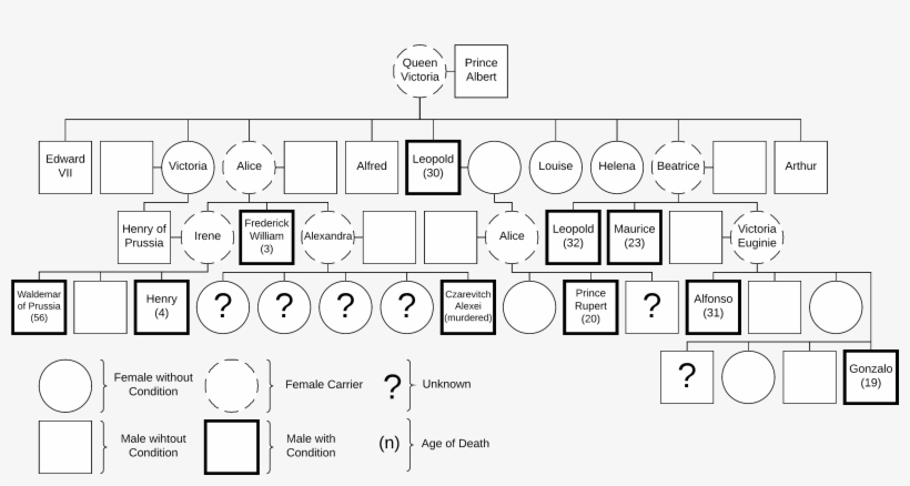Queen Victoria's Hemophiliac Paths - Typewriter Italian, transparent png download