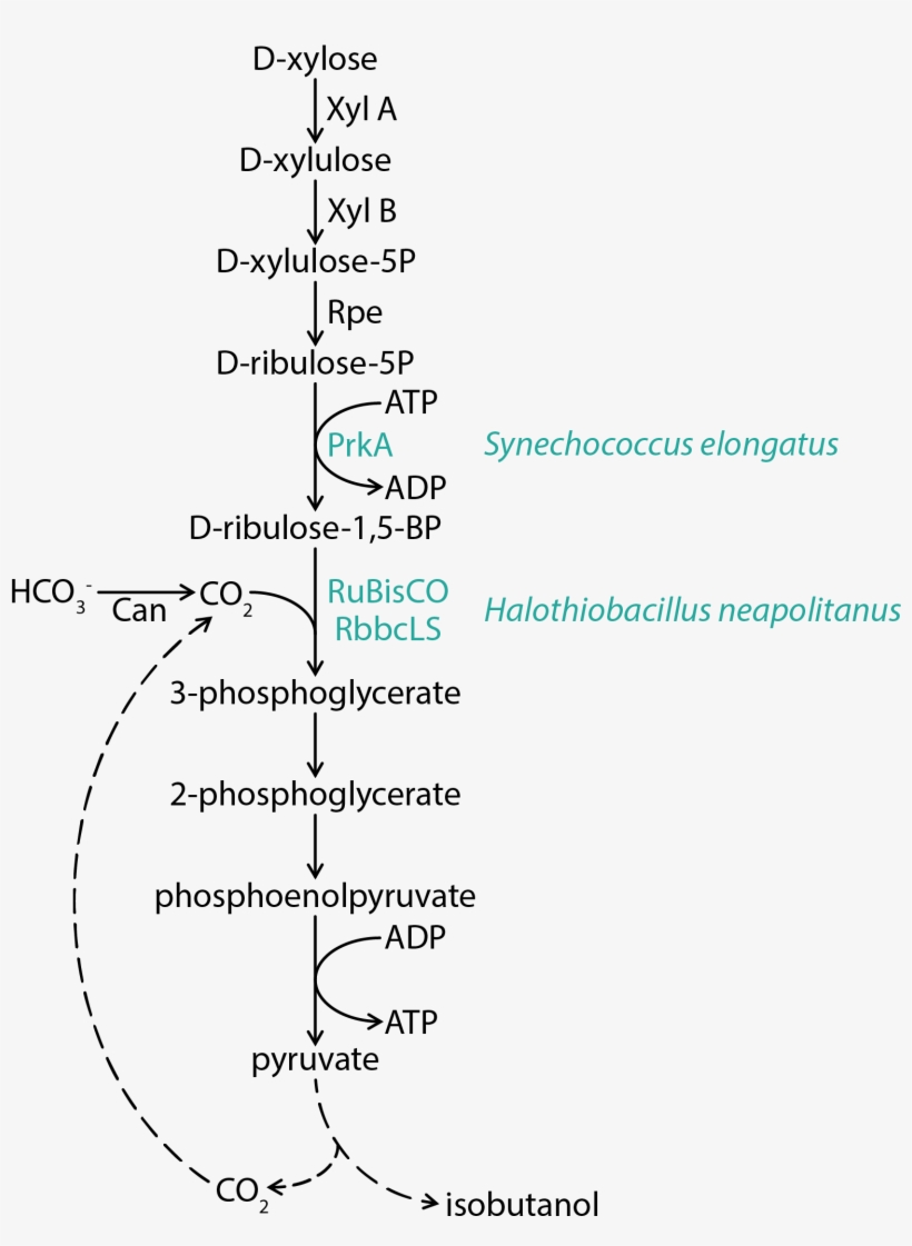 Carbon Dioxide Fixation - Heterotrophic Carbon Dioxide Fixation, transparent png download