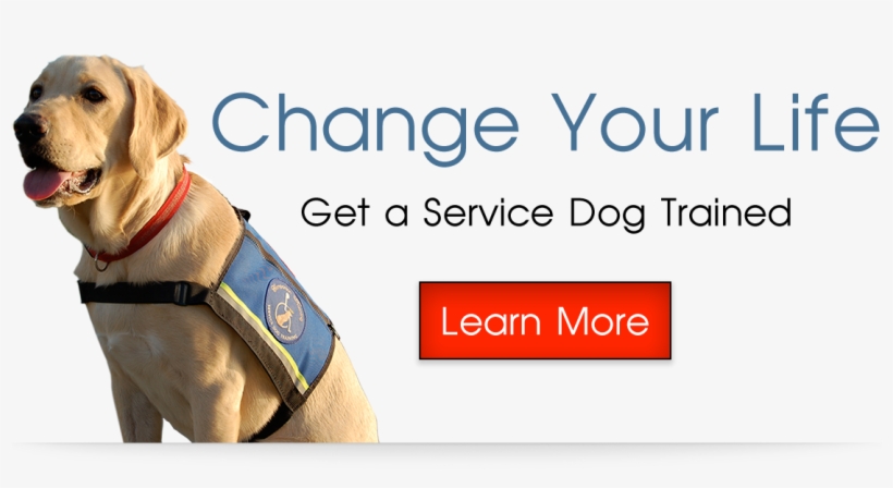 Companion And Service Dog Training In Boise, Id - Companion Dog, transparent png download