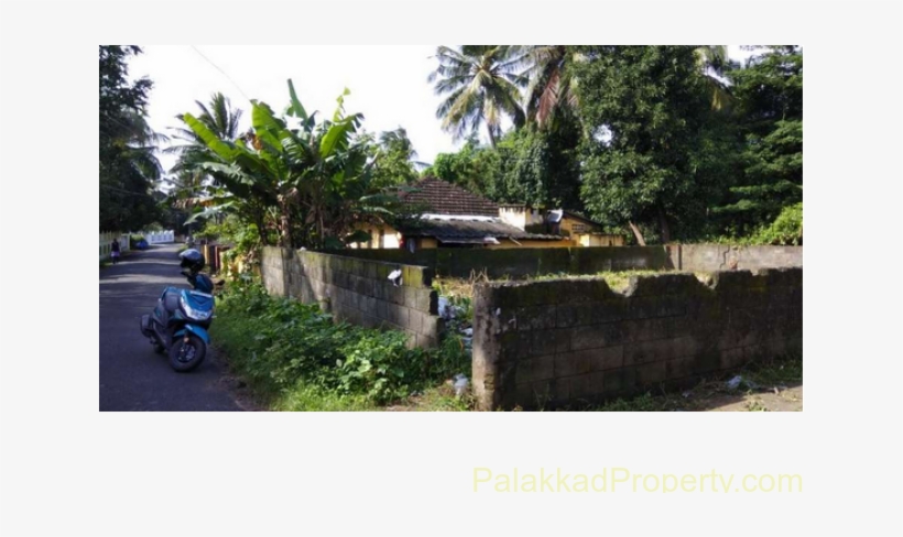 For Rent, Plot At Yakkara Murikkavu Can Use For Stock - Attalea Speciosa, transparent png download