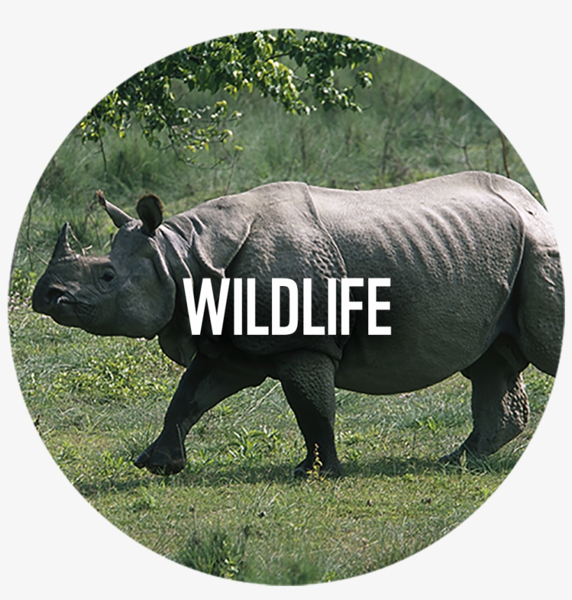 Wwf News - Assam Rhino, transparent png download