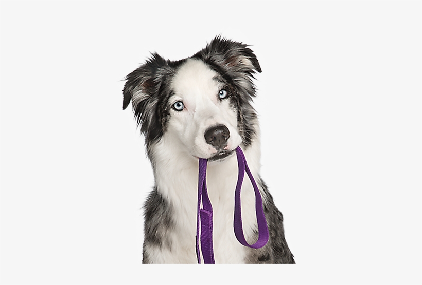 Dog White Background Hd - Puppy Training Png, transparent png download