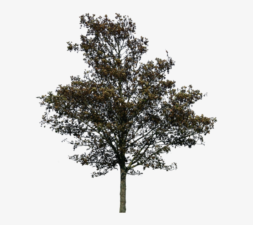 Thumb Image - Tree, transparent png download