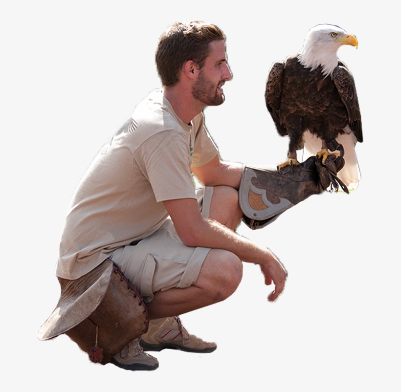 Creating A Multiple Choice Scene In Metaverse Was A - Bald Eagle, transparent png download
