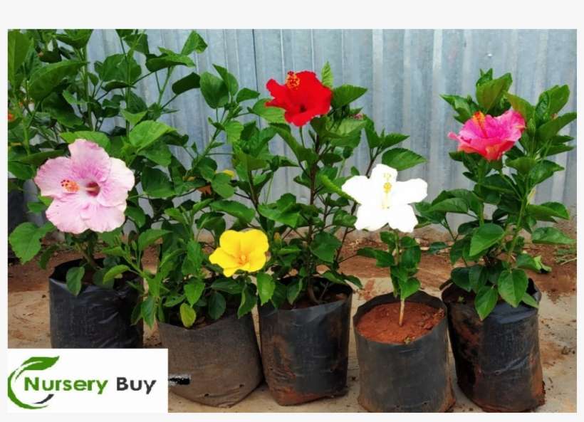 Hawaiian Hibiscus, transparent png download