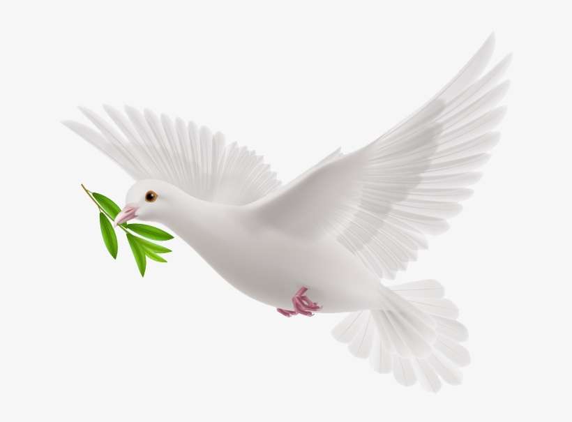 White Flying Pigeon Png Image - Doves As Symbols, transparent png download