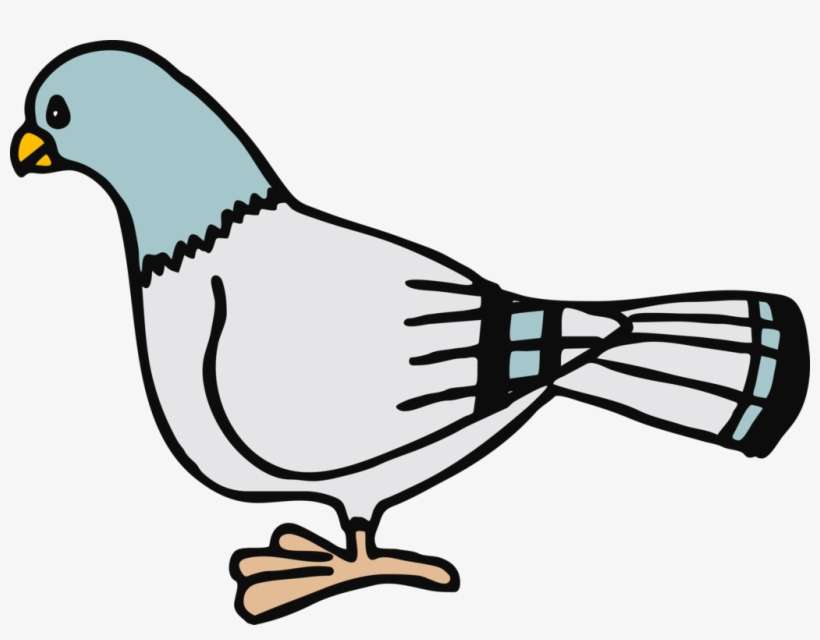 Homing Pigeon Columbidae Bird Don't Let The Pigeon - Pigeon Clip Art, transparent png download