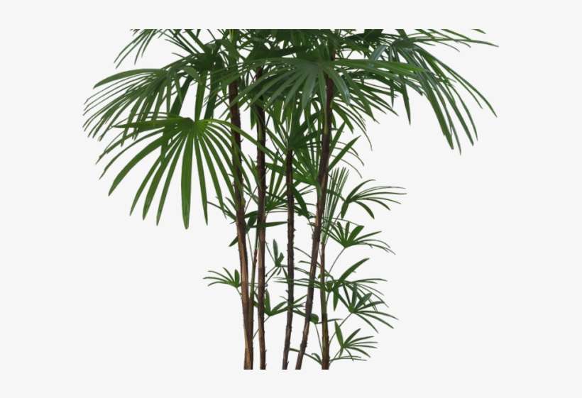 Plants Png Transparent Images - Pot Plants Cut Out, transparent png download