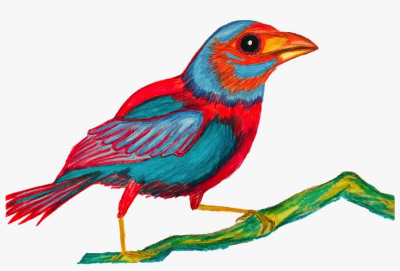 Firecracker Fatburn Organic Tea Bird Tea - Finch, transparent png download