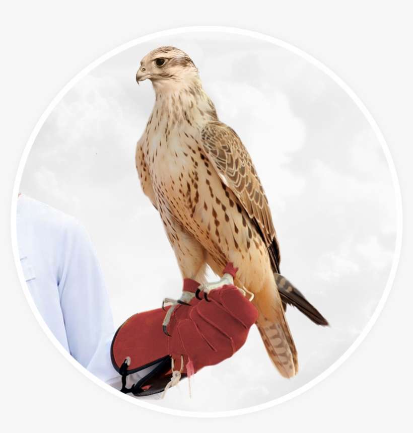 We Succeed When You Do - Falcon, transparent png download