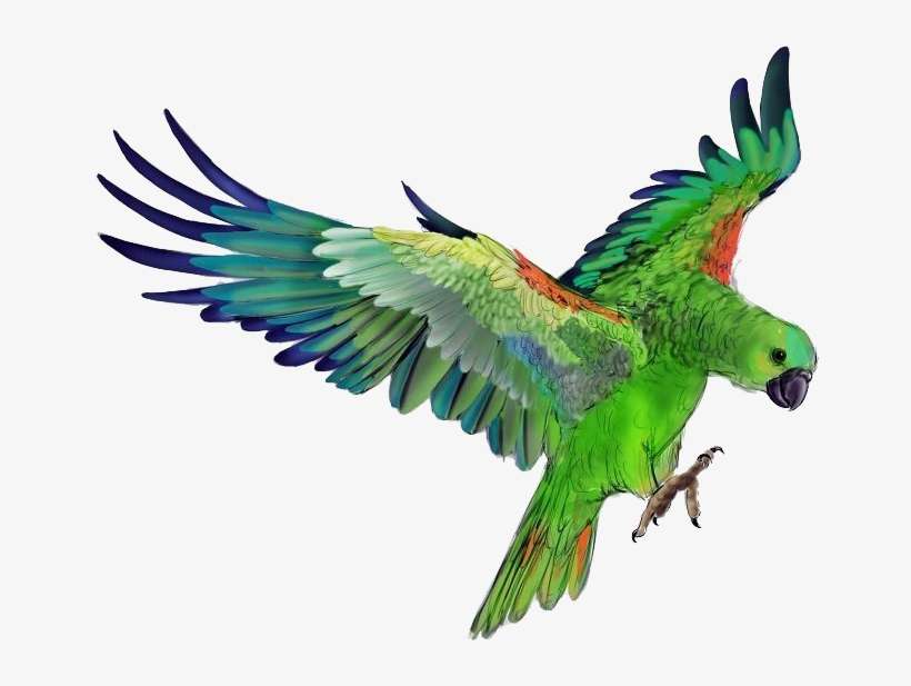 Green Parrot Flying Png, transparent png download