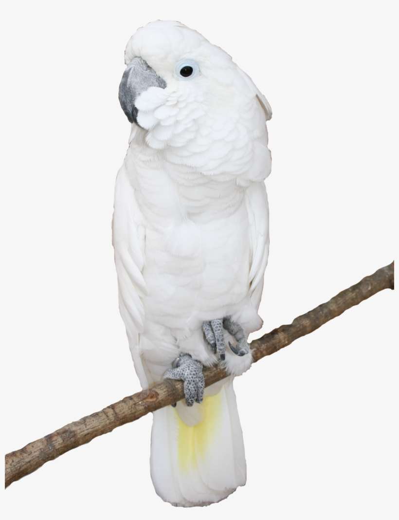 Parrot Psd And Png On White Background Free Background - White Parrots Png, transparent png download