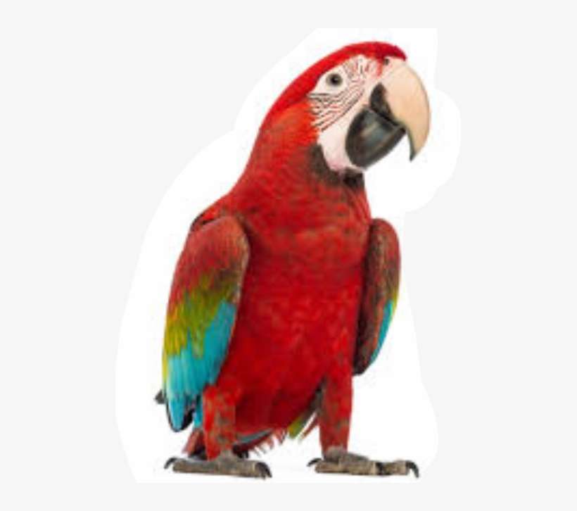 Graphic Black And White Library Parrots Interesting - Green Wing Macaw Png, transparent png download