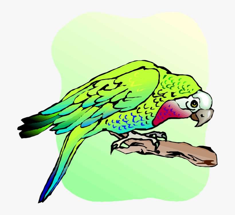 Free Parrot And Macaw Clipart Budgie PNG Image Transparent PNG Free