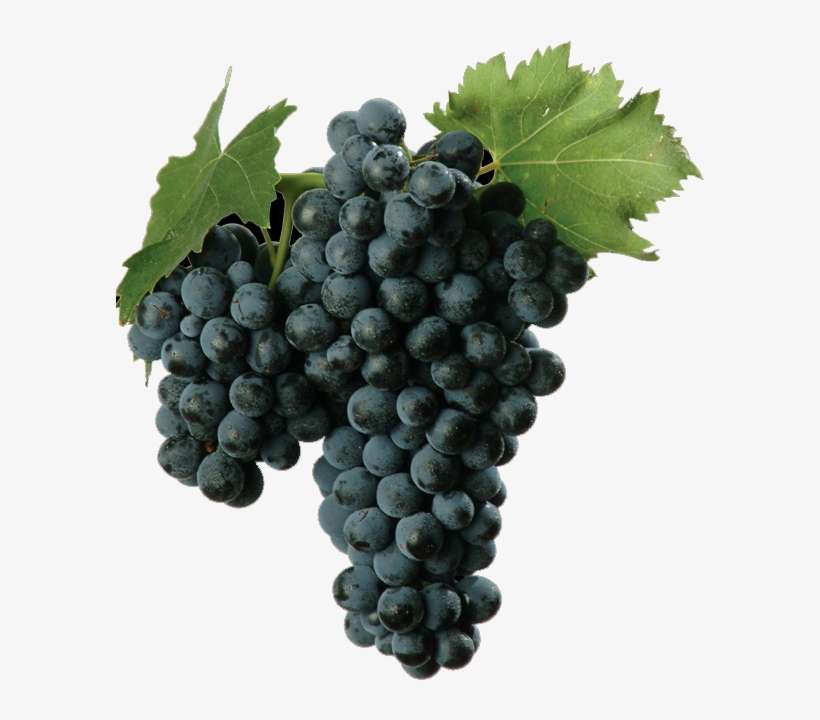 Red Wine Grape - Sangiovese Grape, transparent png download