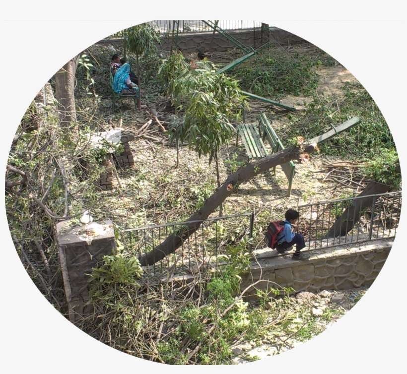 The Park, With Foliage From The Trees Carpeting The - Conifer, transparent png download