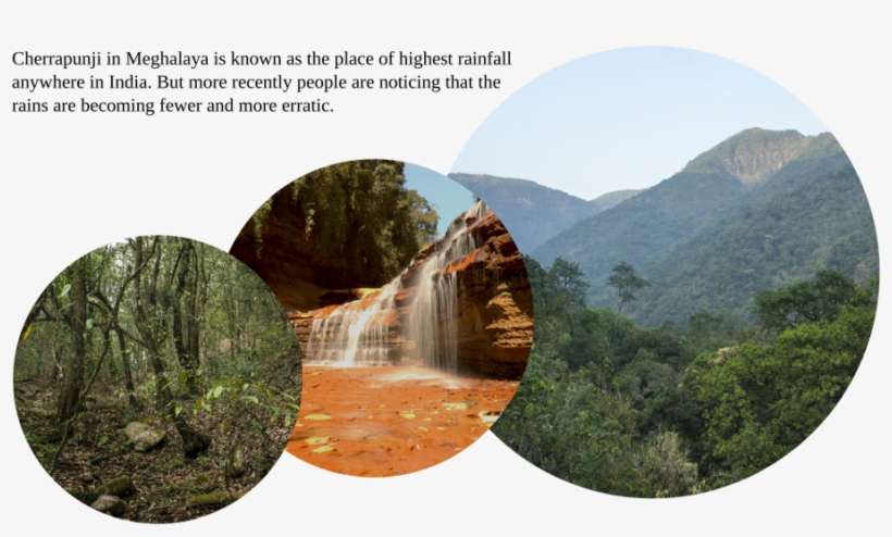 Some Trees We Track - Mexican Pinyon, transparent png download