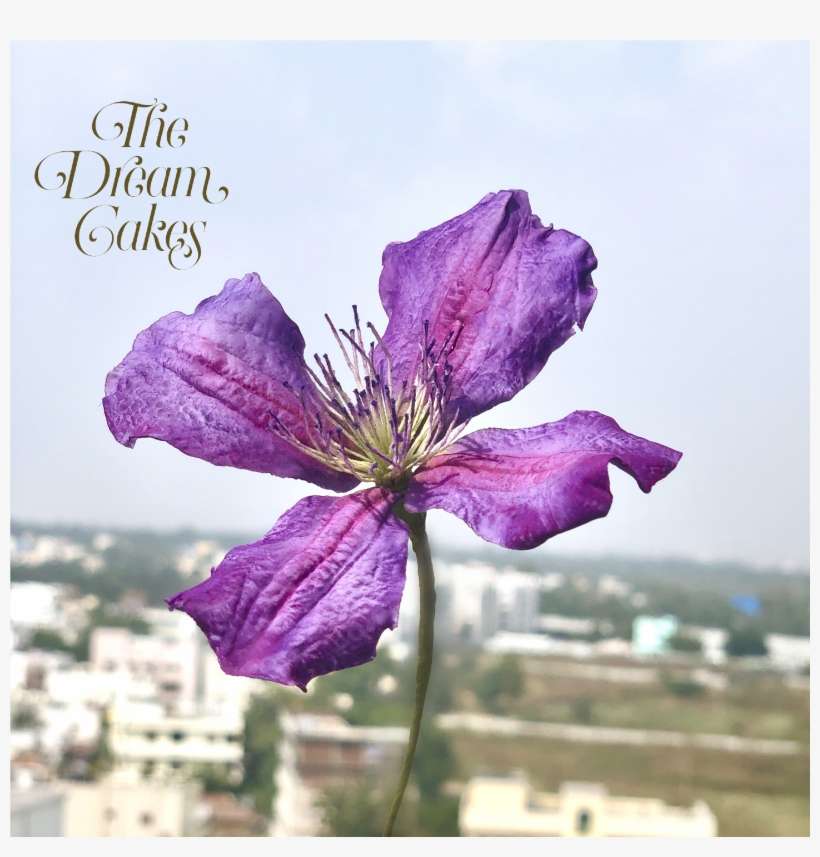 Dream Cake, How To Make Cake - Iris, transparent png download