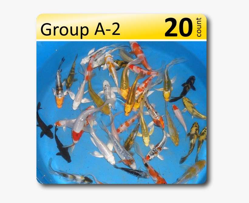 Group A 2 Select Koi 6 8 Large Japanese Koi Fish 6 - Art, transparent png download