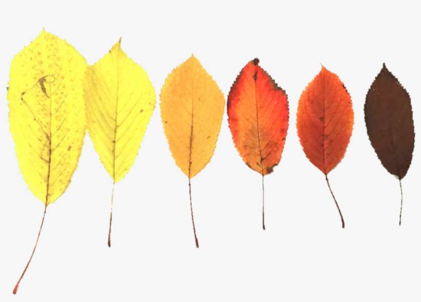 Drawing Fall Autumnal - Autumn, transparent png download