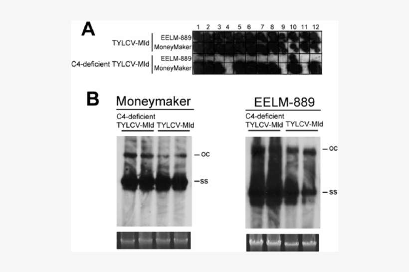 Detection Of Tomato Yellow Leaf Curl Virus In Agroinfiltrated - Monochrome, transparent png download