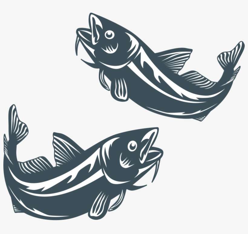 Imcc4 Focus Group - Fish, transparent png download