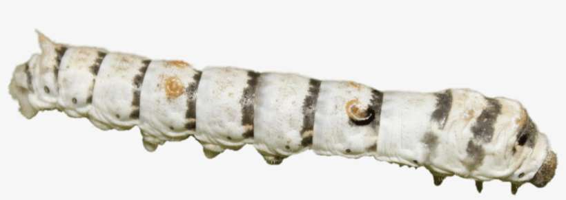 Download - Eastern Tiger Swallowtail, transparent png download